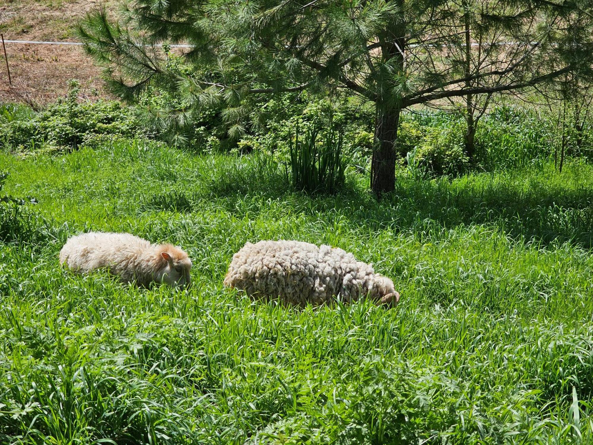 Domaine de Massoulac Molières Extérieur photo